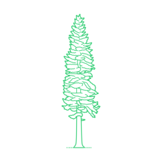 Plants Spruces Sitka Spruce Line Art Svg Vector, Free Vectors File